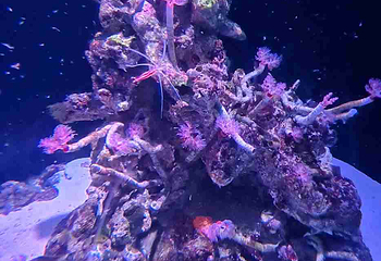 新加坡海洋生态馆第 127 张图片