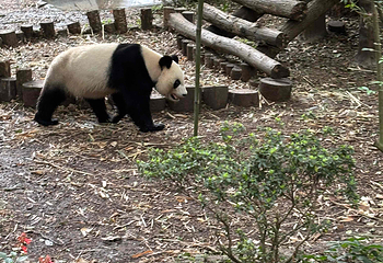 成都大熊猫繁育研究基地第 614 张图片