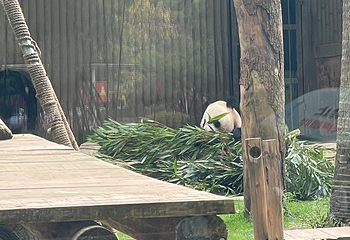 重庆动物园第 177 张图片