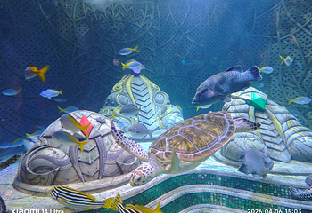 三亚亚特兰蒂斯失落的空间水族馆第 91 张图片