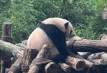 熊猫谷第 140 张图片