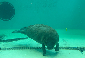 冲绳美丽海水族馆第 140 张图片