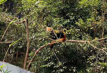 小熊猫森林公园第 26 张图片