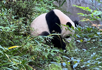 成都大熊猫繁育研究基地第 306 张图片