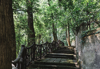 歌乐山国家森林公园第 72 张图片