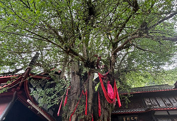 青城山第 433 张图片