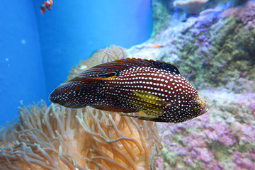浅虫水族馆第 5 张图片