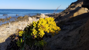 蒙托克州立公园