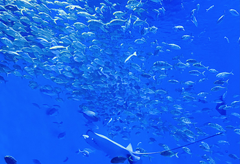 上海海昌海洋公园第 380 张图片