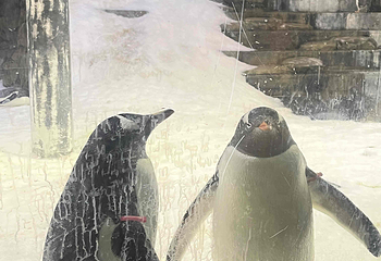 悉尼水族馆第 51 张图片