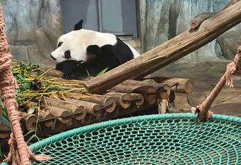 深圳野生动物园第 62 张图片