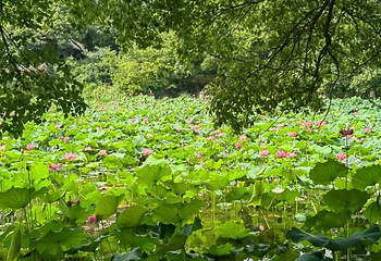 玄武湖景区第 125 张图片