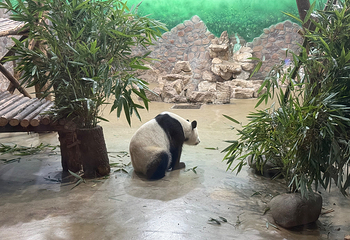 成都大熊猫繁育研究基地第 190 张图片
