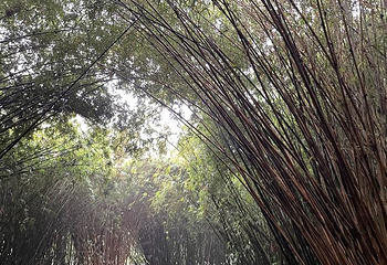 成都大熊猫繁育研究基地第 783 张图片