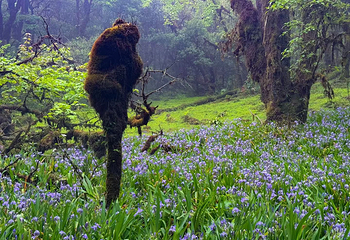 高黎贡山第 14 张图片