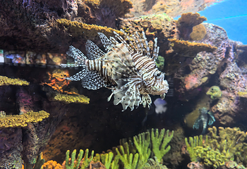 上海海洋水族馆第 62 张图片