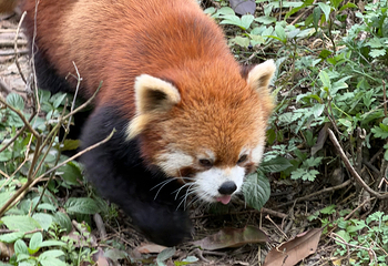 小熊猫森林公园第 19 张图片