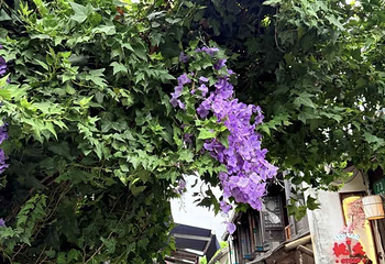 新场古镇第 83 张图片