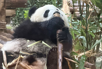 成都大熊猫繁育研究基地第 588 张图片