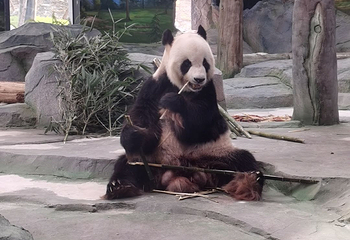 绵阳中华大熊猫苑第 17 张图片