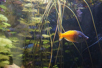 苏黎世植物园第 21 张图片