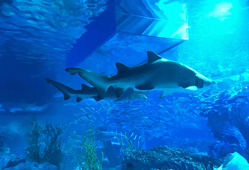 釜山SEA LIFE水族馆第 33 张图片