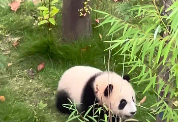 成都大熊猫繁育研究基地第 701 张图片