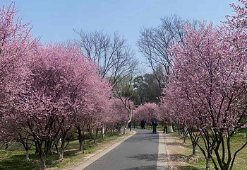 西溪国家湿地公园第 203 张图片