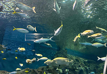 上海海洋水族馆第 215 张图片