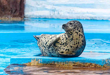 上海海洋水族馆第 22 张图片