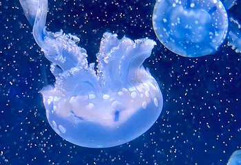 三亚亚特兰蒂斯失落的空间水族馆第 196 张图片