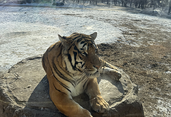 东北虎林园第 318 张图片