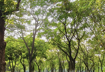海珠湖公园第 28 张图片