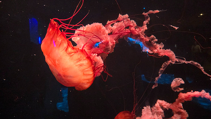 三亚亚特兰蒂斯失落的空间水族馆第 120 张图片