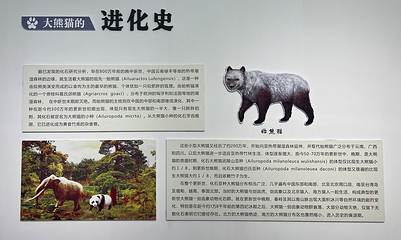 甲勿海·熊猫园景区第 5 张图片