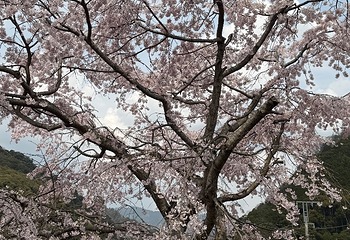 岚山嵯峨野观光小火车第 68 张图片