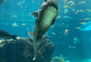 冲绳美丽海水族馆第 155 张图片