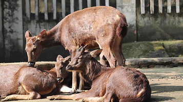 重庆动物园-草食动物区