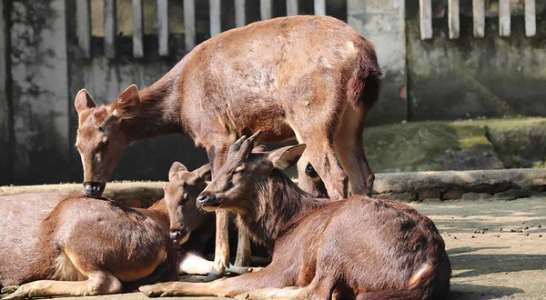 重庆动物园-草食动物区