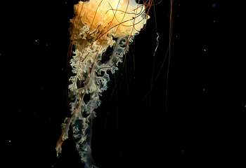 浅虫水族馆第 9 张图片