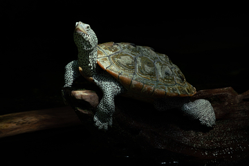 佛州水族馆第 10 张图片