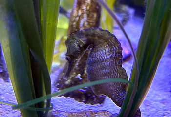 奥兰多海洋生物水族馆第 11 张图片
