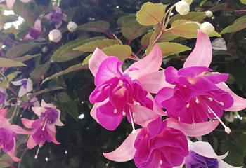 松江花鳥園第 15 张图片