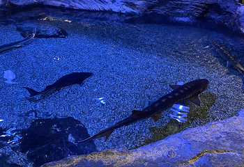 热那亚水族馆第 5 张图片