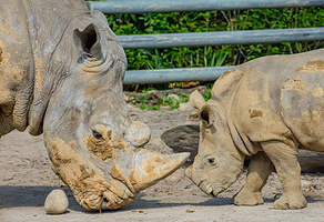 多特蒙德动物园