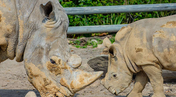 多特蒙德动物园