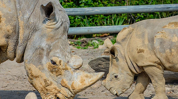 多特蒙德动物园