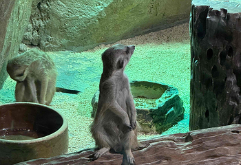 吉隆坡城中城水族馆第 29 张图片