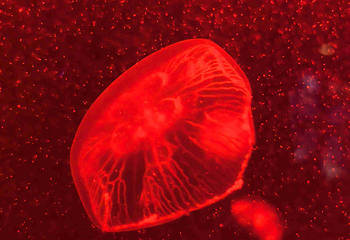 上海海洋水族馆第 117 张图片