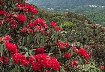 百里杜鹃风景区第 67 张图片
